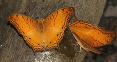 Vindula dejone erotella