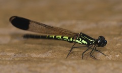 Libellago semiopaca