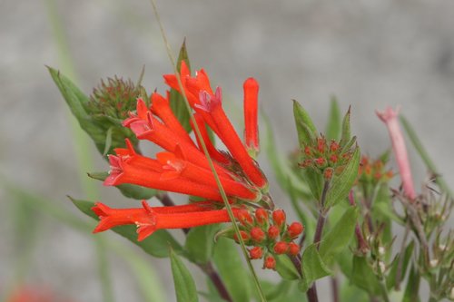firecrackerbush