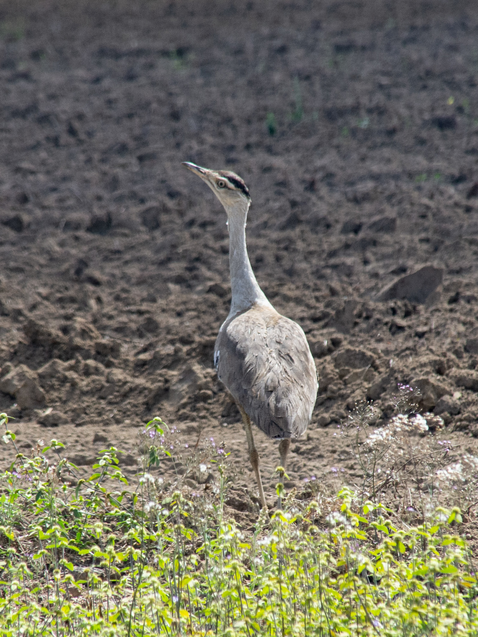 Australian Bustard illustration