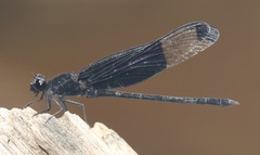 Dysphaea dimidiata