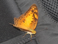 Vagrans sinha