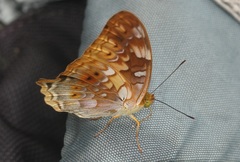Vagrans sinha