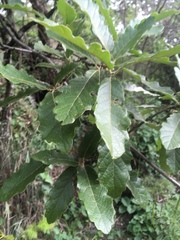 Quercus castanea