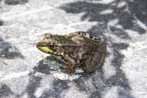 Lithobates clamitans