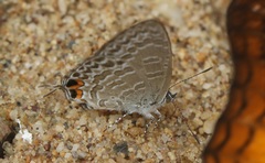 Catopyrops ancyra