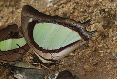 Polyura jalysus