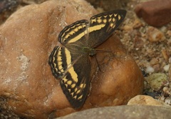 Algia fasciata