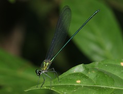 Vestalis amoena