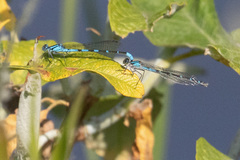Enallagma annexum