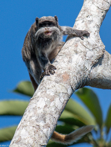 Saguinus imperator – Wikipédia, a enciclopédia livre