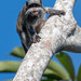 Bearded Emperor Tamarin - Photo (c) pfaucher, some rights reserved (CC BY-NC), uploaded by pfaucher