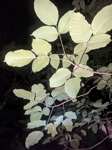 Sandoricum koetjape observed 2024-10-17
