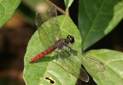 Lyriothemis cleis