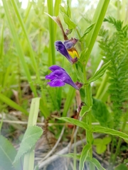 Scutellaria scordifolia