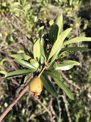 Peraphyllum ramosissimum
