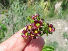 Jatropha gossypiifolia