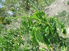 Jatropha gossypiifolia