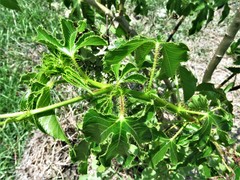 Jatropha gossypiifolia