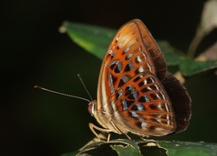 Taxila haquinus