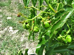 Jatropha gossypiifolia