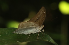 Bassarona dunya