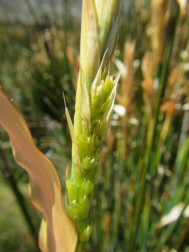Image of Elegia grandispicata by (c) douglaseustonbrown, some rights reserved (CC BY-SA)
