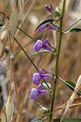 Sairocarpus vexillocalyculatus
