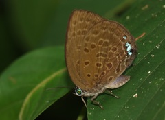 Arhopala major