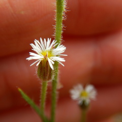 Erigeron lonchophyllus