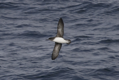 Hutton's Shearwater photo 2