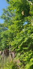 Ailanthus altissima