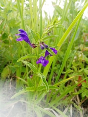 Scutellaria scordifolia