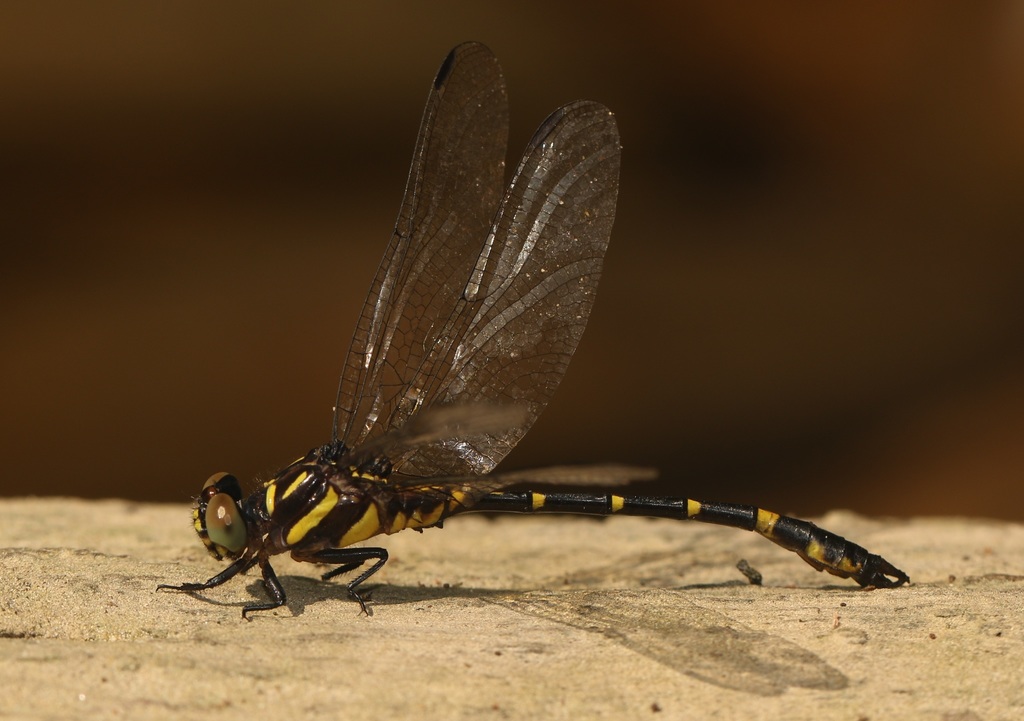 Onychogomphus thienemanni