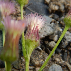 Erigeron acris kamtschaticus
