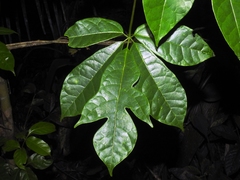 Jacaratia dolichaula