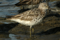 Great Knot photo 2