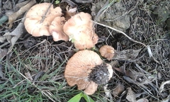 Rhodocybe piperita