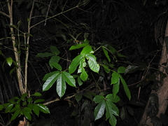 Jacaratia dolichaula