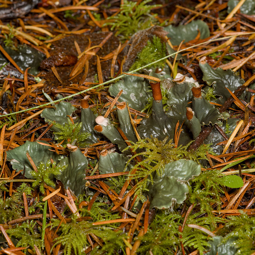 membranous pelt lichen