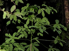 Jacaratia dolichaula