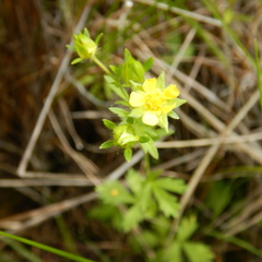 Potentilla biennis