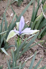 Iris lactea