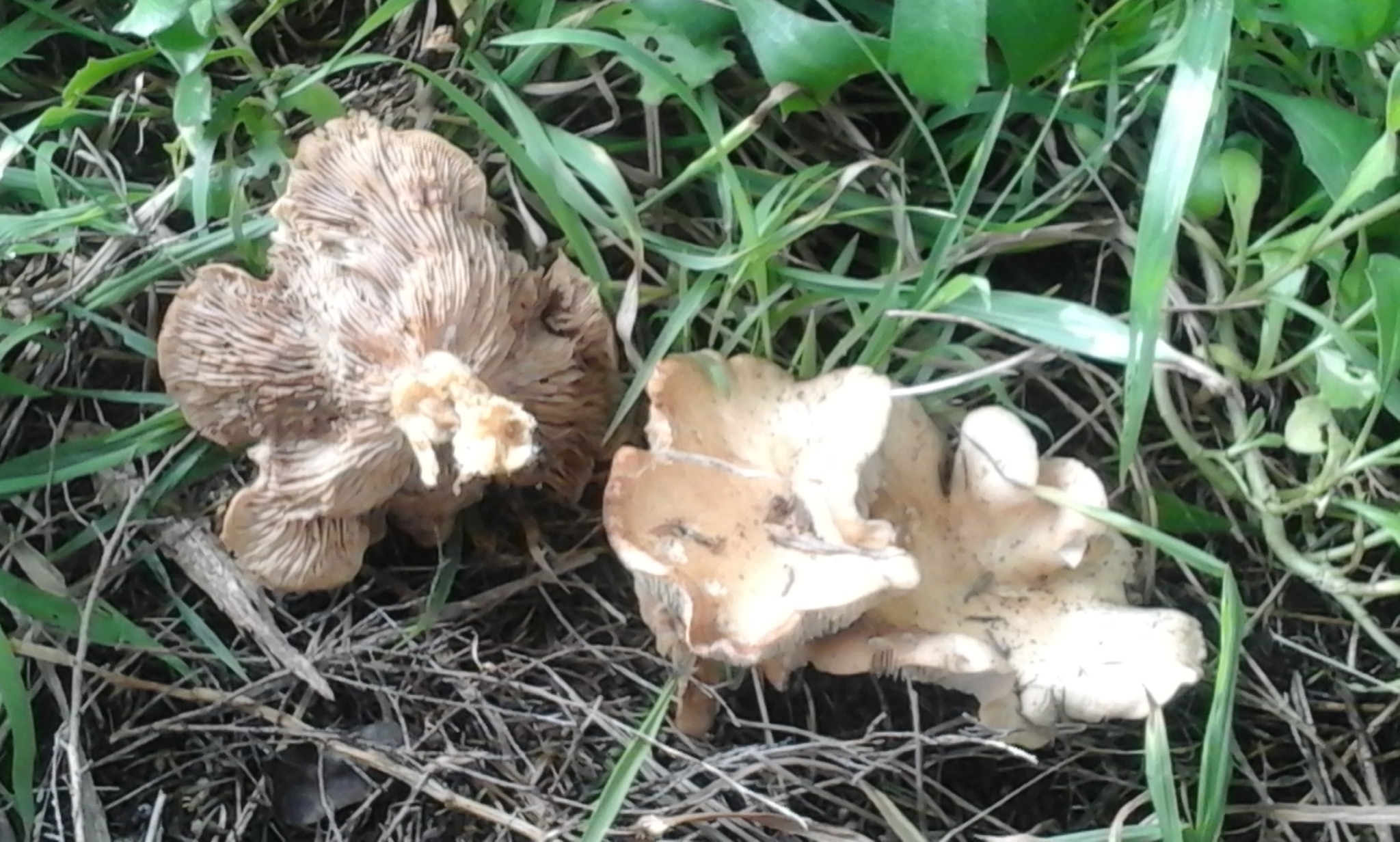 Clitopilus piperitus image