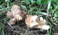 Rhodocybe piperita