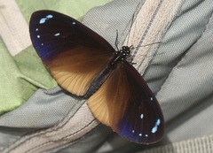 Euploea tulliolus ledereri