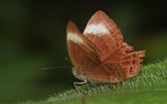 Abisara geza