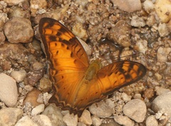 Vagrans sinha