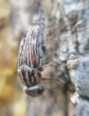 Tomoxia lineella