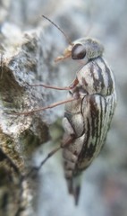 Tomoxia lineella